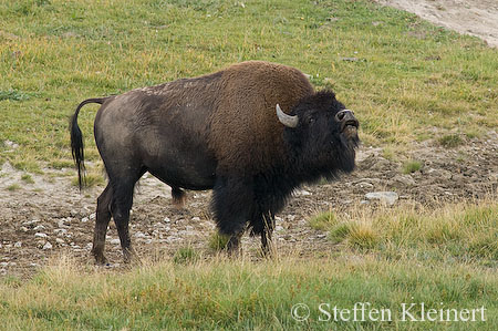 020 Amerikanischer Bison - Buffalo